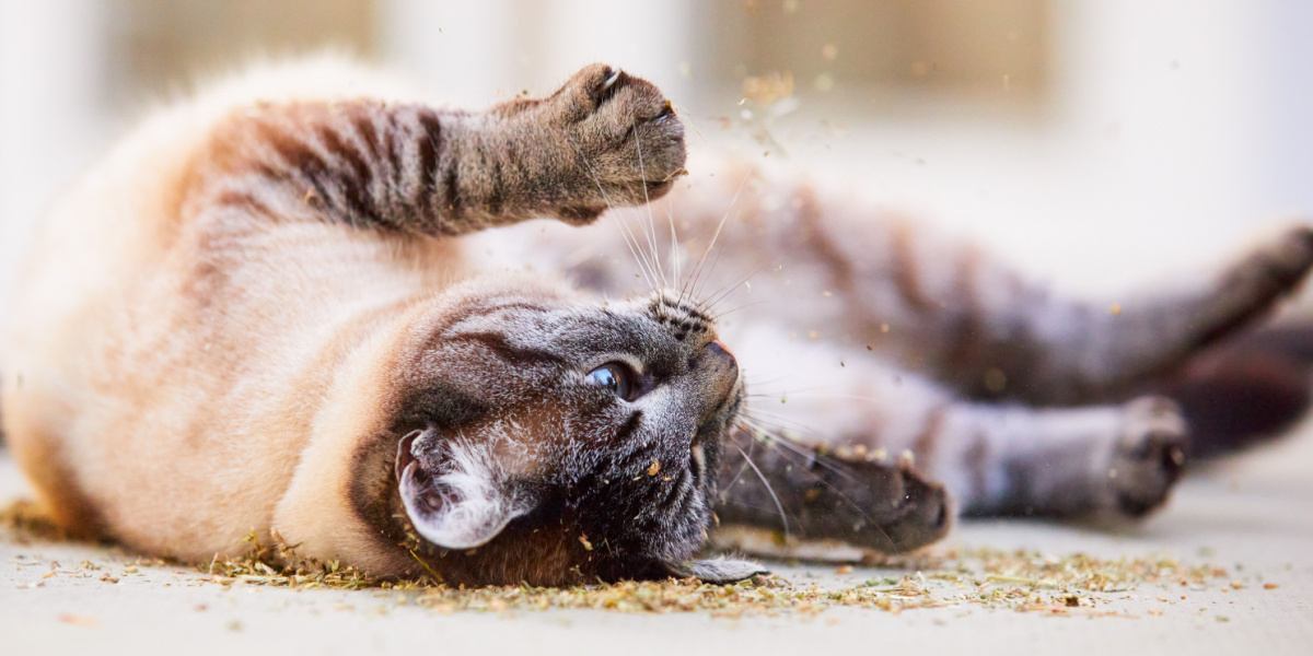 Gato brincalhão rolando alegremente em uma pilha de erva-de-gato.