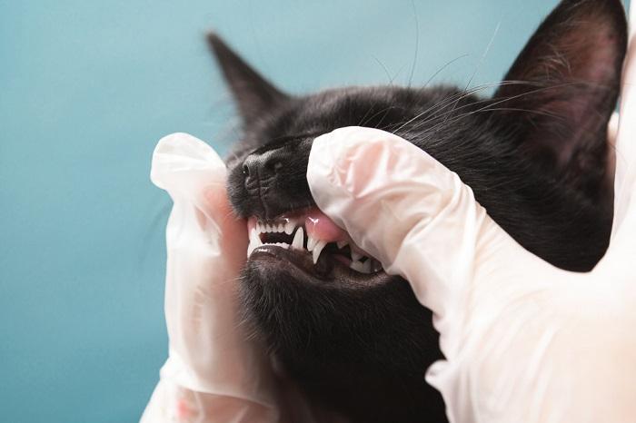 Uma visão de perto da boca aberta de um gato, mostrando seus dentes afiados e limpos.