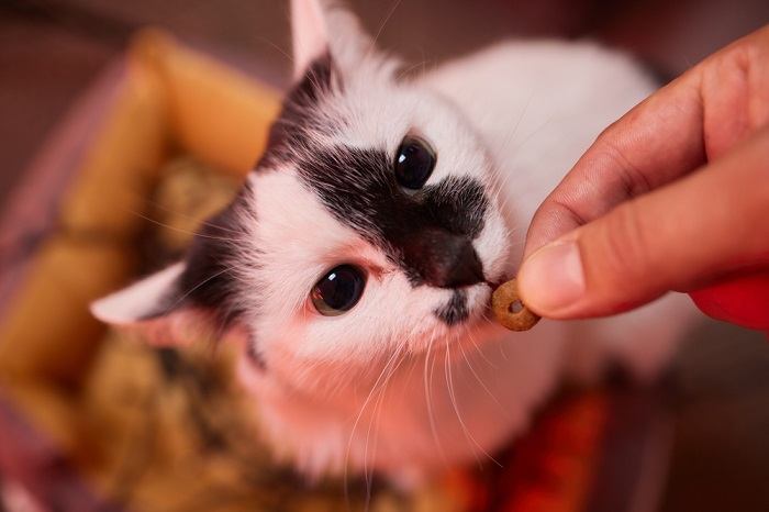 Guloseimas para gatos, uma recompensa especial para companheiros felinos como parte de sua dieta e treinamento.