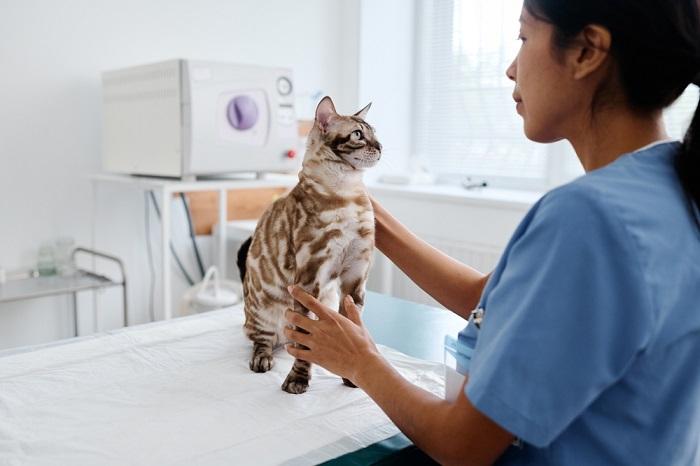 Uma imagem representando um gato passando por um exame veterinário. A cena destaca o cuidado responsável dos animais de estimação, enfatizando a importância dos exames de saúde regulares para garantir o bem-estar do gato e resolver quaisquer possíveis problemas de saúde.