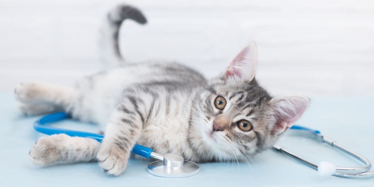 Um gato durante um exame veterinário, enfatizando a importância dos check-ups regulares e dos cuidados de saúde dos companheiros felinos.