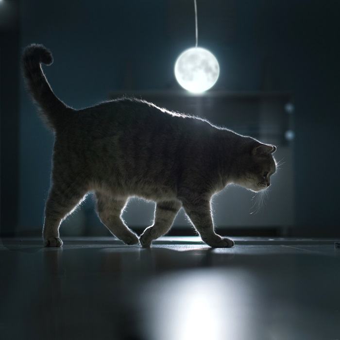 gato passeando à noite