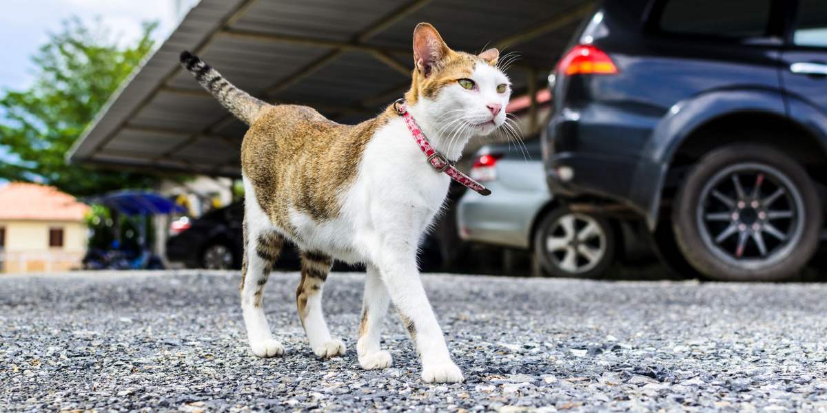 gato andando perto de carros