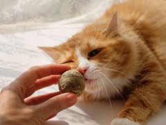 Image of a catnip ball given to cat