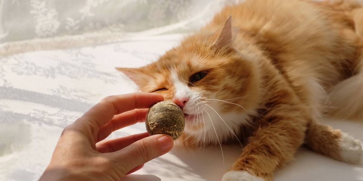 Imagem apresentando uma bola de erva-de-gato, mostrando um brinquedo felino popular infundido com o aroma atraente de erva-de-gato