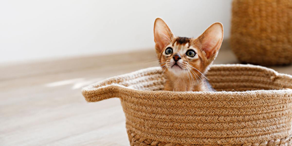 Lindo gatinho abissínio com uma expressão brincalhona.