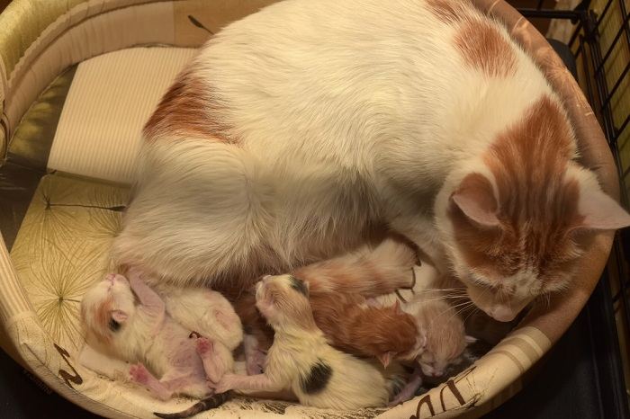 gata felina dá à luz