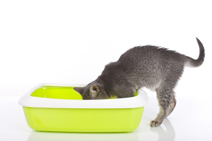 Uma imagem adorável mostrando um gatinho dentro de uma caixa sanitária, mostrando a introdução do gato aos hábitos de eliminação adequados.