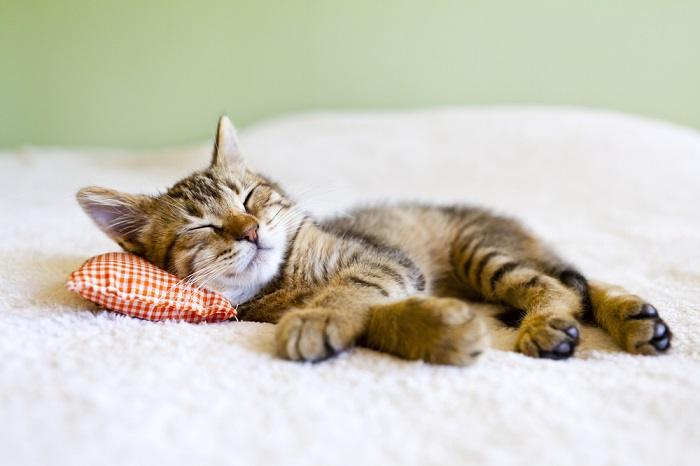 Um gatinho adormecido, exibindo a natureza pacífica e adorável dos jovens felinos.