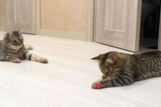 Os Brinquedos a Laser são Seguros para Gatos?