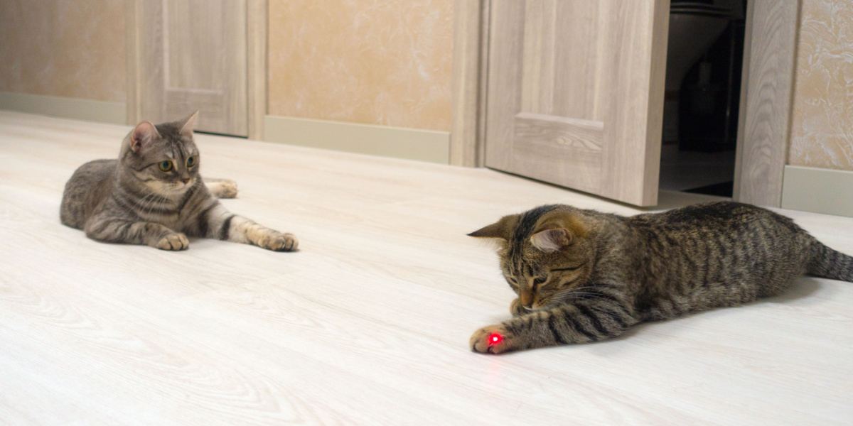 Um brinquedo a laser que envolve um gato, apresentando uma atividade lúdica interativa que estimula os instintos naturais e a curiosidade do gato.