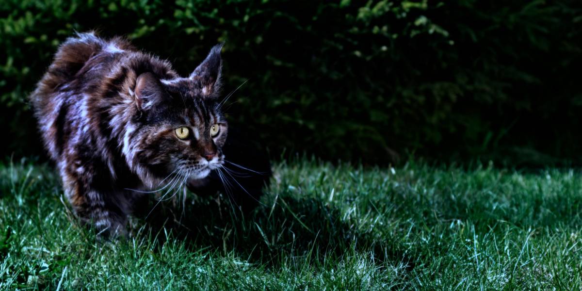 Gato Maine Coon à noite