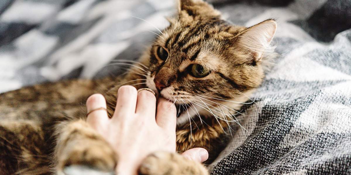 Uma imagem relacionada à agressão de carícias em gatos, destacando um problema de comportamento que alguns felinos podem apresentar durante carícias ou manuseio.