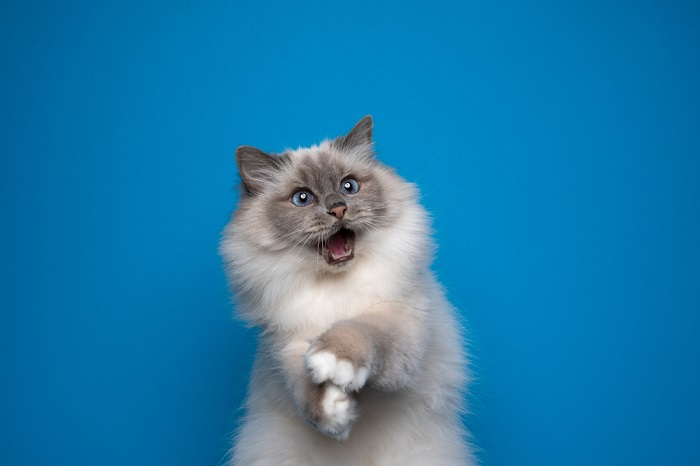 gato birmanês brincalhão com olhos azuis parecendo chocado