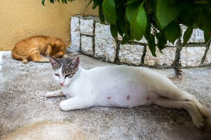 Uma gata grávida dormindo ao ar livre, ilustrando o conforto e relaxamento de uma felina durante a gravidez.