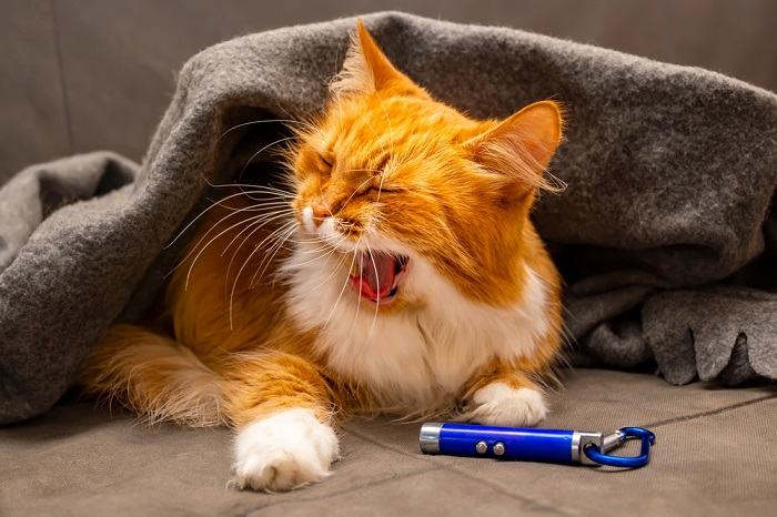 Um fofo gato siberiano capturado no meio de um bocejo, revelando sua expressão cativante e destacando um momento de relaxamento e conforto.