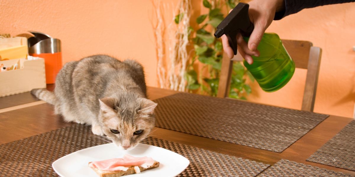 dono borrifando água no gato