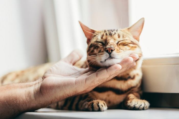 Uma pessoa acariciando um gato de Bengala, demonstrando o ato de acariciar gentilmente e criar laços com esta raça felina única.