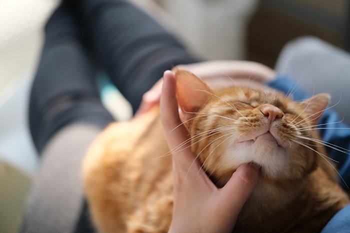 Uma pessoa acariciando um gato malhado marrom, ilustrando o ato de acariciar gentilmente e criar laços com um felino.