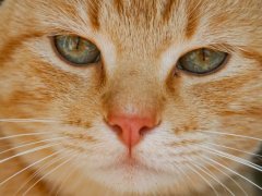 Close-up of a tabby cat's nose.