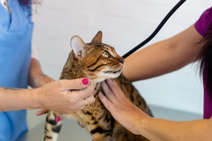 Um gato durante um exame veterinário, destacando a importância dos check-ups regulares e dos cuidados de saúde dos companheiros felinos.