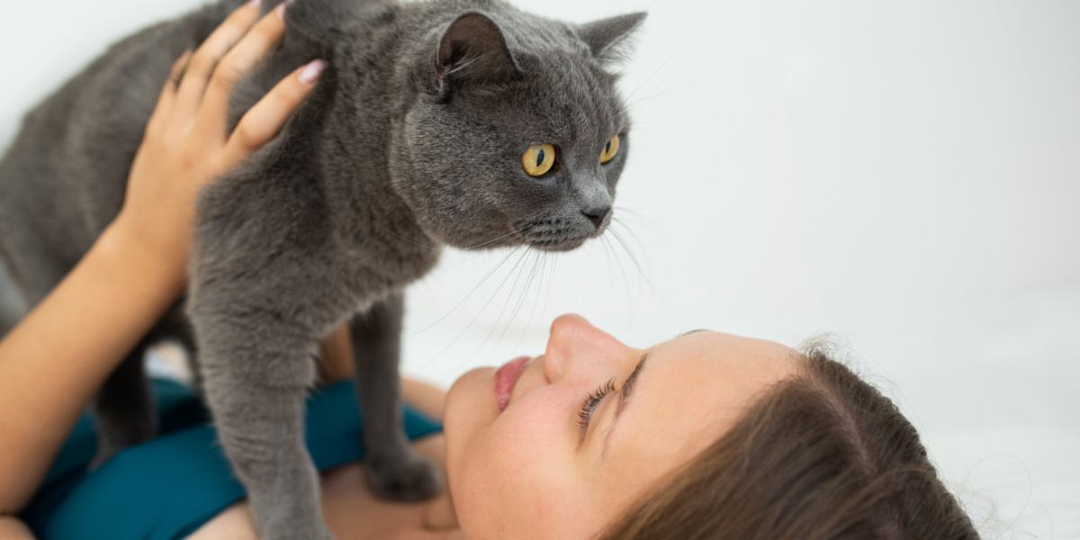 mulher segurando seu gato British Shorthair