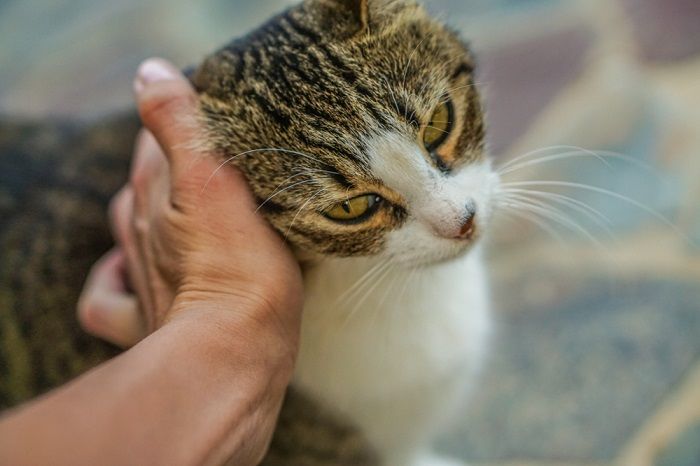 Um gato esfrega a cabeça na mão