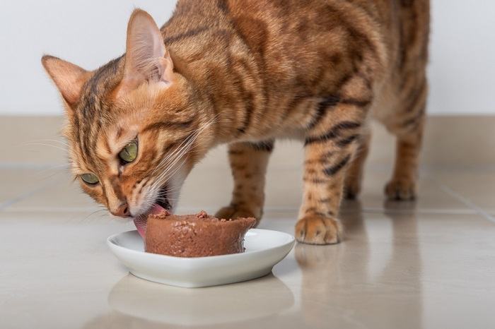 Gato de Bengala come comida molhada