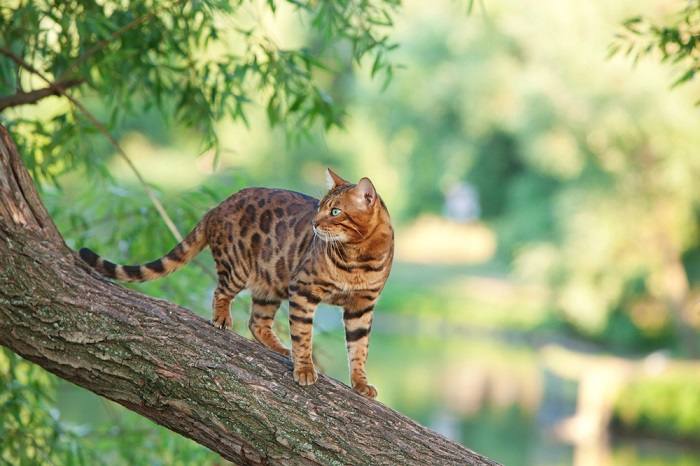 Gato de Bengala graciosamente posicionado em um galho de árvore.