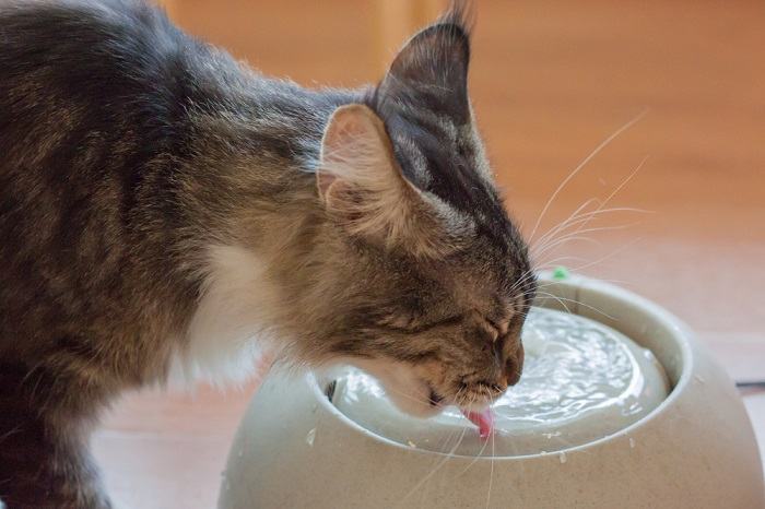 Gato marrom bebendo água