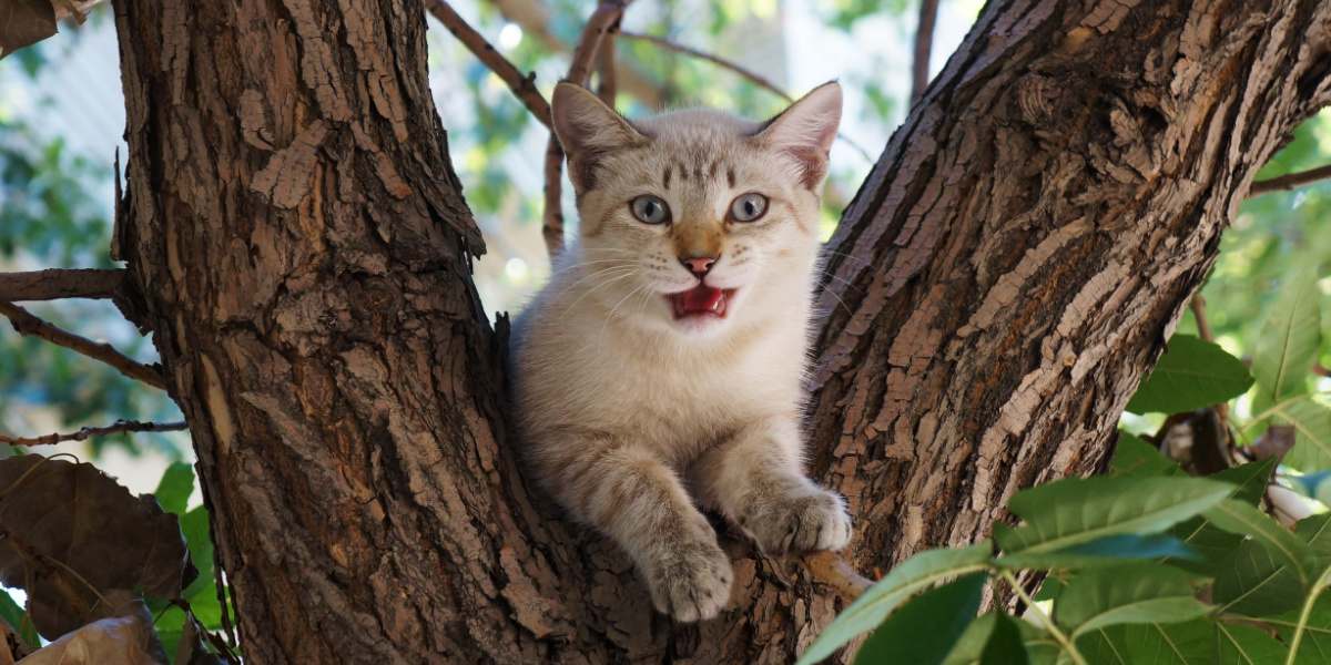 Gato empoleirado em uma árvore, desfrutando de uma vista elevada.