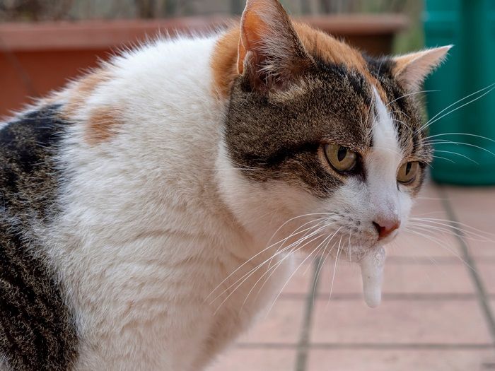 Gato vomitando espuma branca