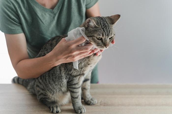 Limpando gato com lenço umedecido