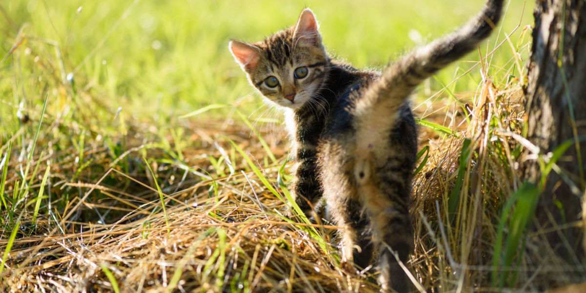 Bumbum de gatinho fofo