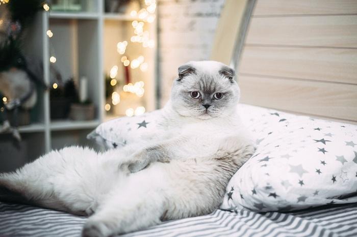 Gato escocês branco e gordo encontra-se na cama