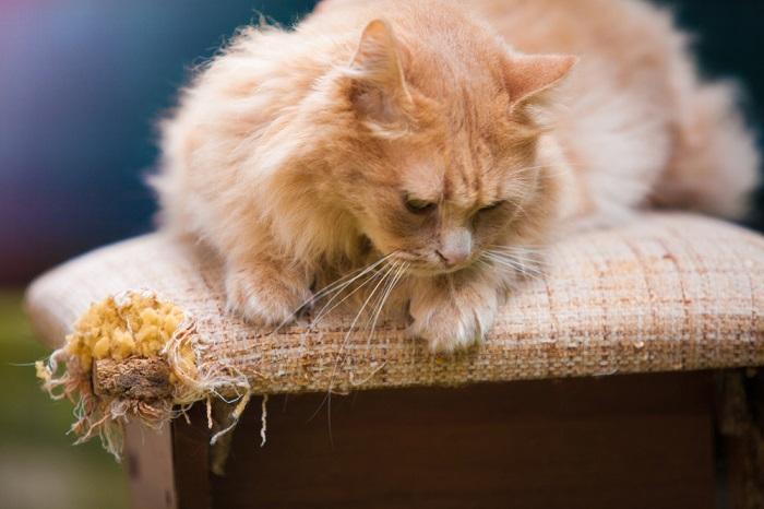 Danos em móveis causados por gato