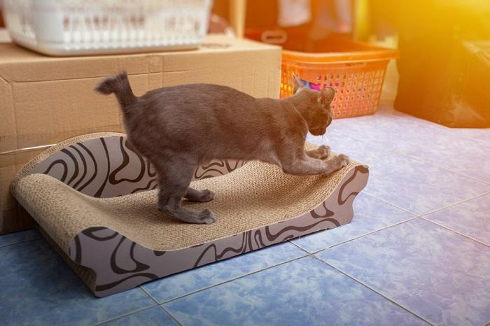 Gato cinza coçando as unhas no arranhador de papelão