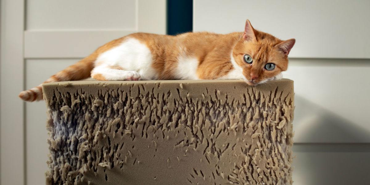 Gato agressivo sentado em cima de um banquinho de espuma rasgado