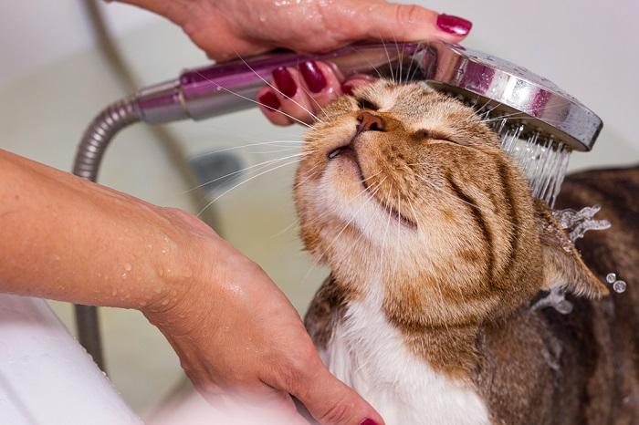 Gato malhado escocês toma banho