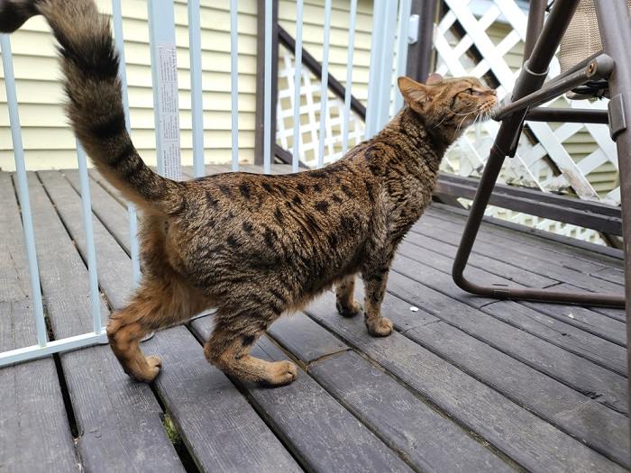 Bunda de gato Serval