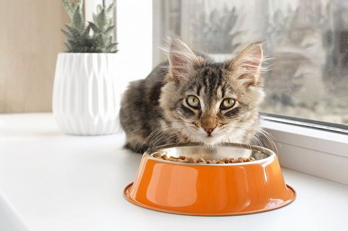 Nomes de gatos guerreiros: Tabby Kitten comendo em uma tigela de laranja