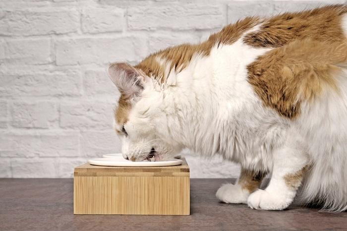 Gato malhado comendo comida de uma tigela de comida