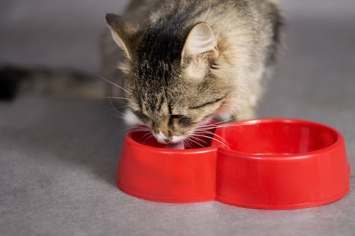 lindo gato bebendo de uma tigela