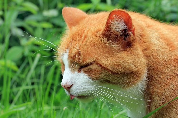 gato sente náuseas