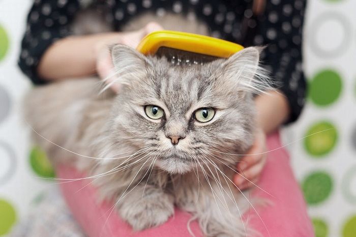 Gato envolvido na preparação.