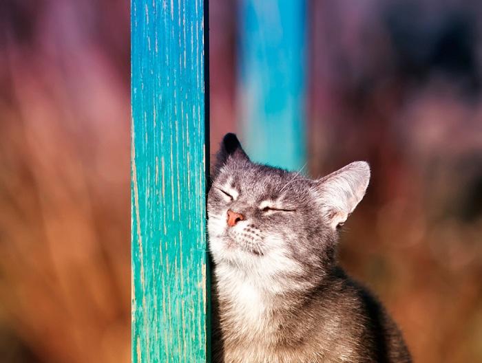 gato sua bochecha contra um poste