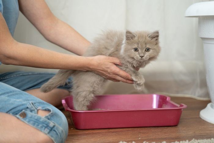 gato aprendendo a usar caixa de areia