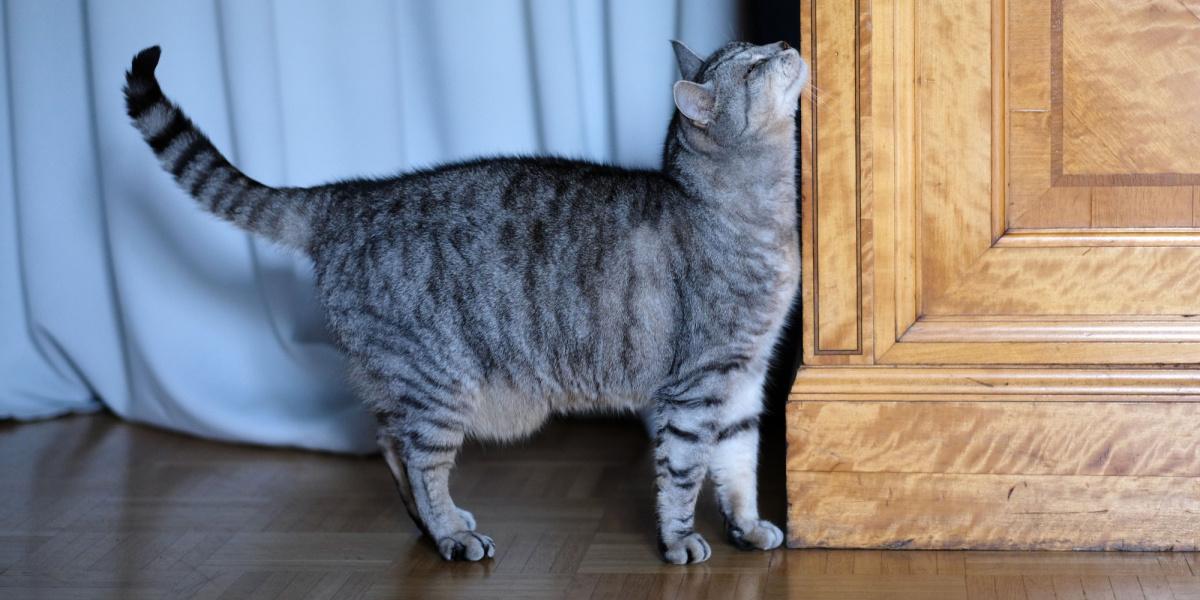 gato se esfrega no canto do armário