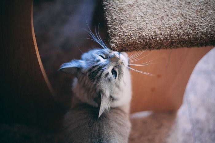 gato esfrega o focinho na beirada da cadeira