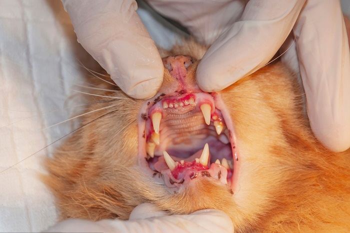 Imagem que ilustra um close dos dentes e gengivas de um gato mostrando sinais de doença.